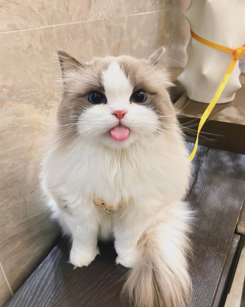 cutestscats's tweet image. 