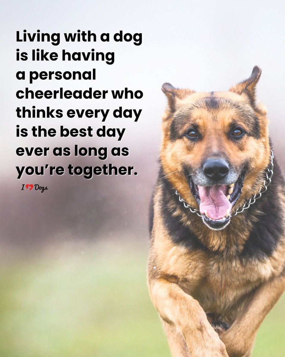 ShadowDogDesign's tweet image. Living with a #dog is like having a personal cheerleader who thinks every day is the best day ever as long as you're together.

#Dogs #BestDay #BestFriend #LoveDogs #GoodDog #DogsAreLove