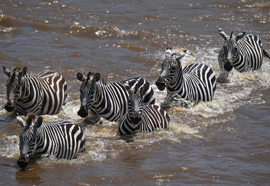 ParamClicks's tweet photo. The only zebra crossing where survival, not traffic, has the right of way — braving the croc-infested Mara River in Tanzania, part of the Great Migration. (2025-08-25) #BBCWildlifePOTD #ThePhotoHour #IndiAves #naturephotography #migration #zebracrossing #serengeti #marariver https://t.co/qsW2gAOWse