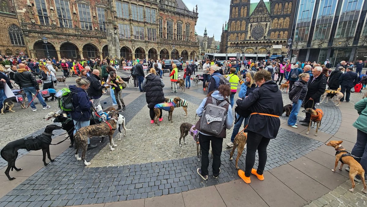 🇩🇪BREMEN - ALEMANIA,  HA SALIDO A LAS CALLES UN AÑO MÁS
Miles de galgos y perros de caza procedentes de España son adoptados en países extranjeros cada año
Son conocedores de primera mano del drama que viven los perros de caza 

<a href="/galgomarsch/">Galgomarsch</a> #Bremen
#NoAlaCaza
#NoAlaCazaConPerros