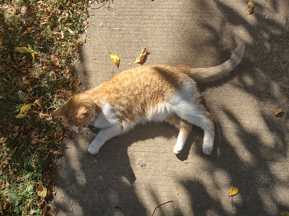 I present, car (not mine, just this friendly one I find on my way to the bus stop and coming home)