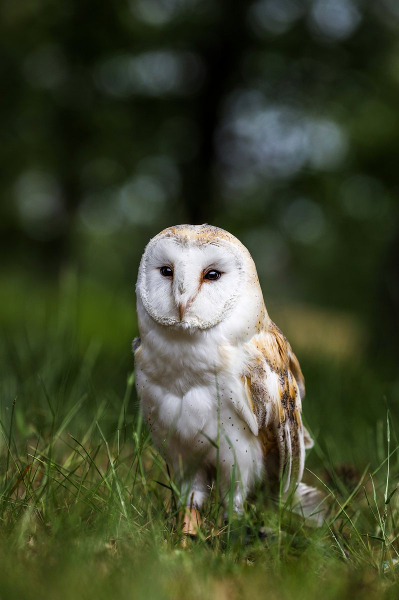TheAdaptiveOwl's tweet image. Neurological circadian rhythm disorders aren&apos;t a sleep-wake schedule that can be changed through habits or entrainment. There&apos;s no flexibility like a typical circadian rhythm. Hence the term &quot;disorder&quot; rather than &quot;preference&quot;. 

Photo: Bruno van der Kraan