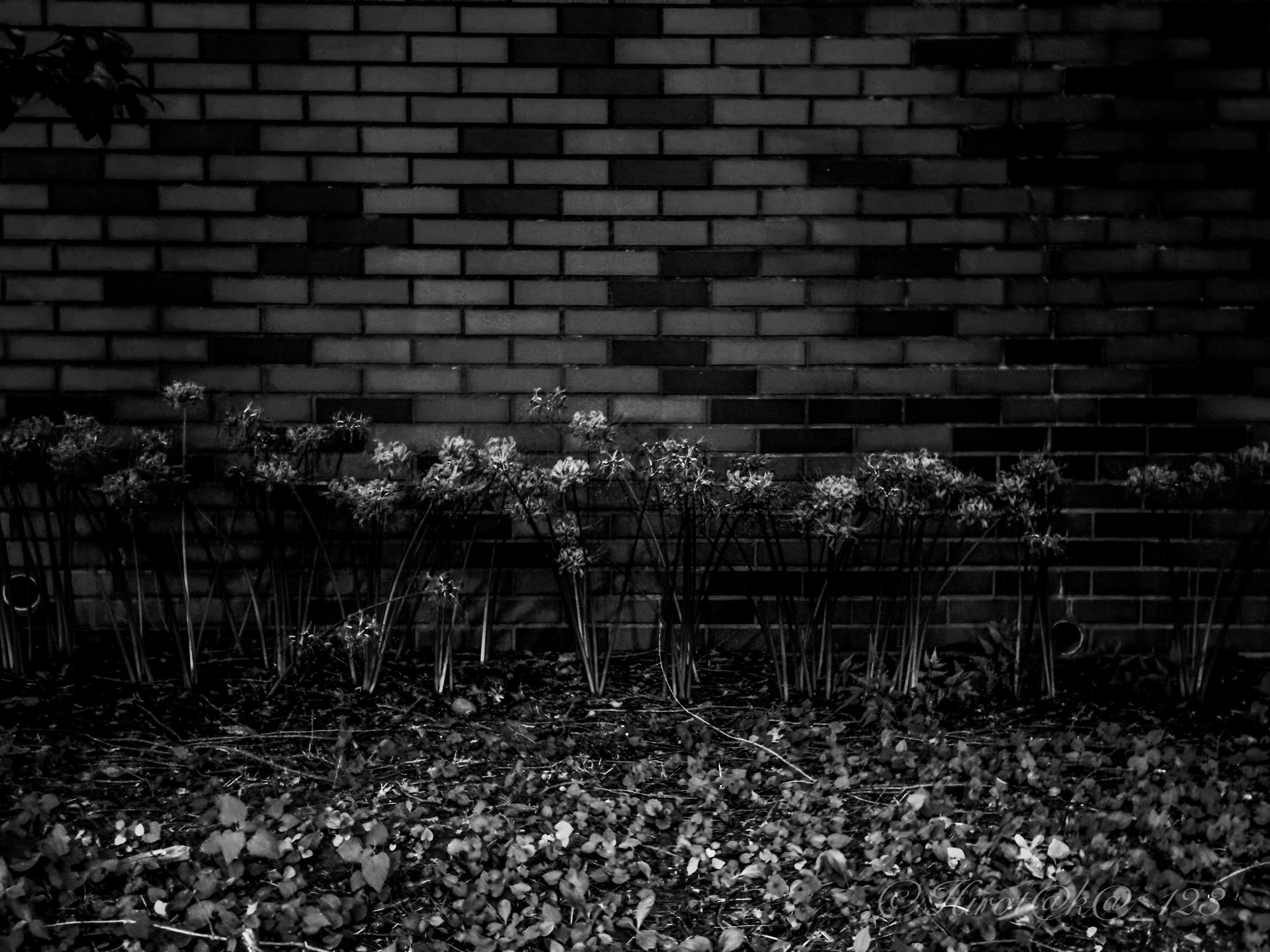 Hirot@k@.π_123 on X: 