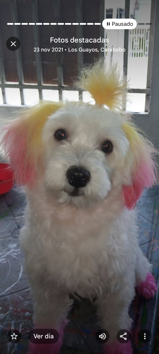 Harley de mi corazón nos haces mucha falta 🥹♥️