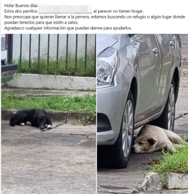 En #Zapopan #Guadalajara #Tonalá #Tlajomulco, los Centros de “Bienestar” Animal culpan a rescatistas del abandono. Pero cada vez más personas evitan que perros y gatos caigan ahí, porque saben que no hay protección, solo sufrimiento. <a href="/ZapopanGob/">Gobierno de Zapopan</a> <a href="/GuadalajaraGob/">Gobierno de Guadalajara</a> <a href="/GobTlajomulco/">Gobierno Tlajomulco</a>