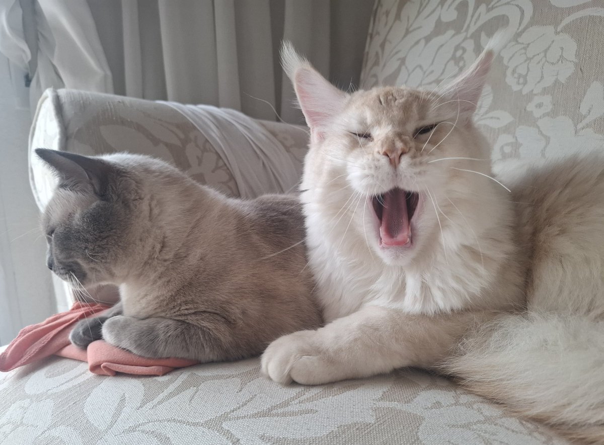 NoraSialuk's tweet photo. Se pegan los bostezos Nanuk y Kelsier 🤍✨️ https://t.co/rjuyzG7N7X