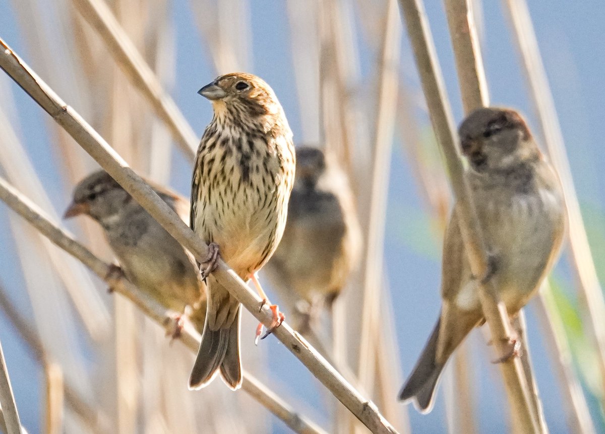 ❤️
Bir kaç damla gözyaşı
Yağmur kokusunda,
Aşka karışmış...
Gel diyorsun, geliyorum...
Rüzgar savursun yağmur damlalarını
Bir oraya, bir buraya...
Biz gibi...her rüzgarda karmakarışık
Dönsün dursun deli aşık başımızda…
vedatateş

Tarla kiraz kuşu,tarla çintesi