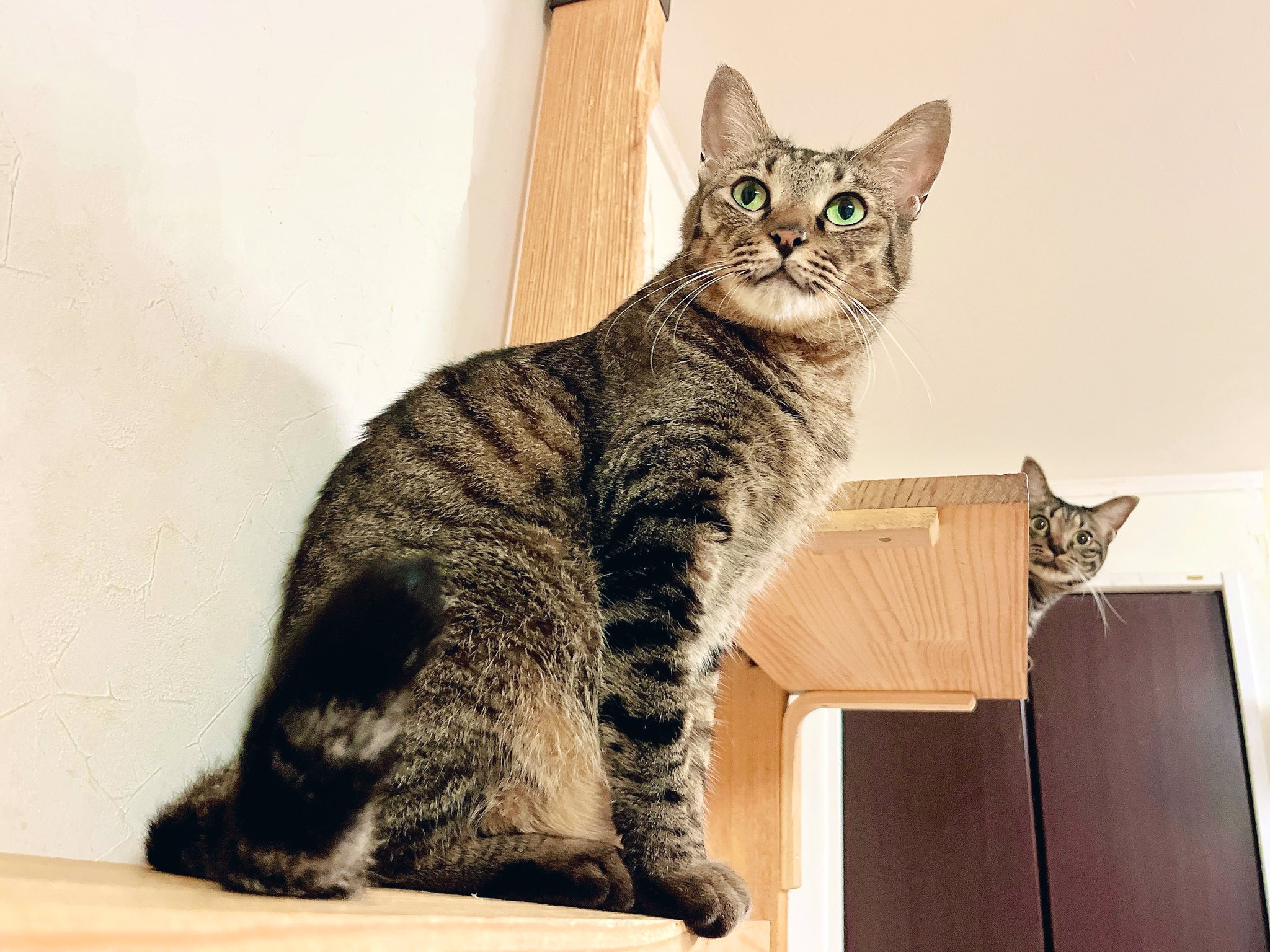 とらねこ どら猫 どら猫 on X: