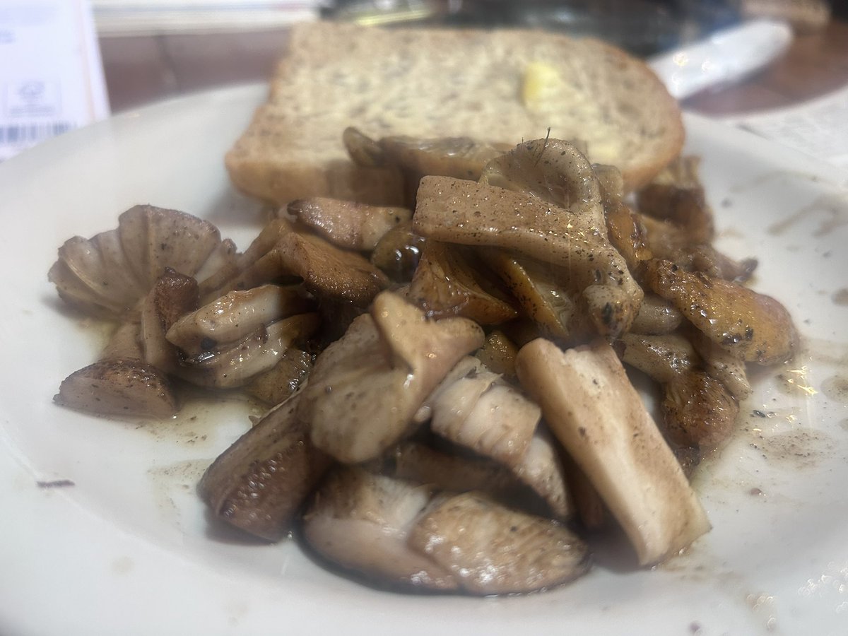 Had a great hour mushroom hunting in local woodland looking….obviously I only harvested ( very small amounts) and only known specimens…I left these stunning Fly Agaric to the slugs 😳😊#foraging