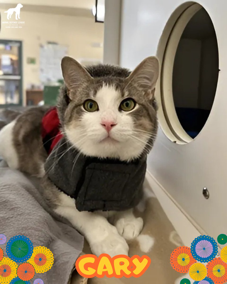 🚗💨 The only thing missing from your passenger seat?
A wagging tail! 🐶🐱 Stop by either campus and let one of our cuties ride home with you!