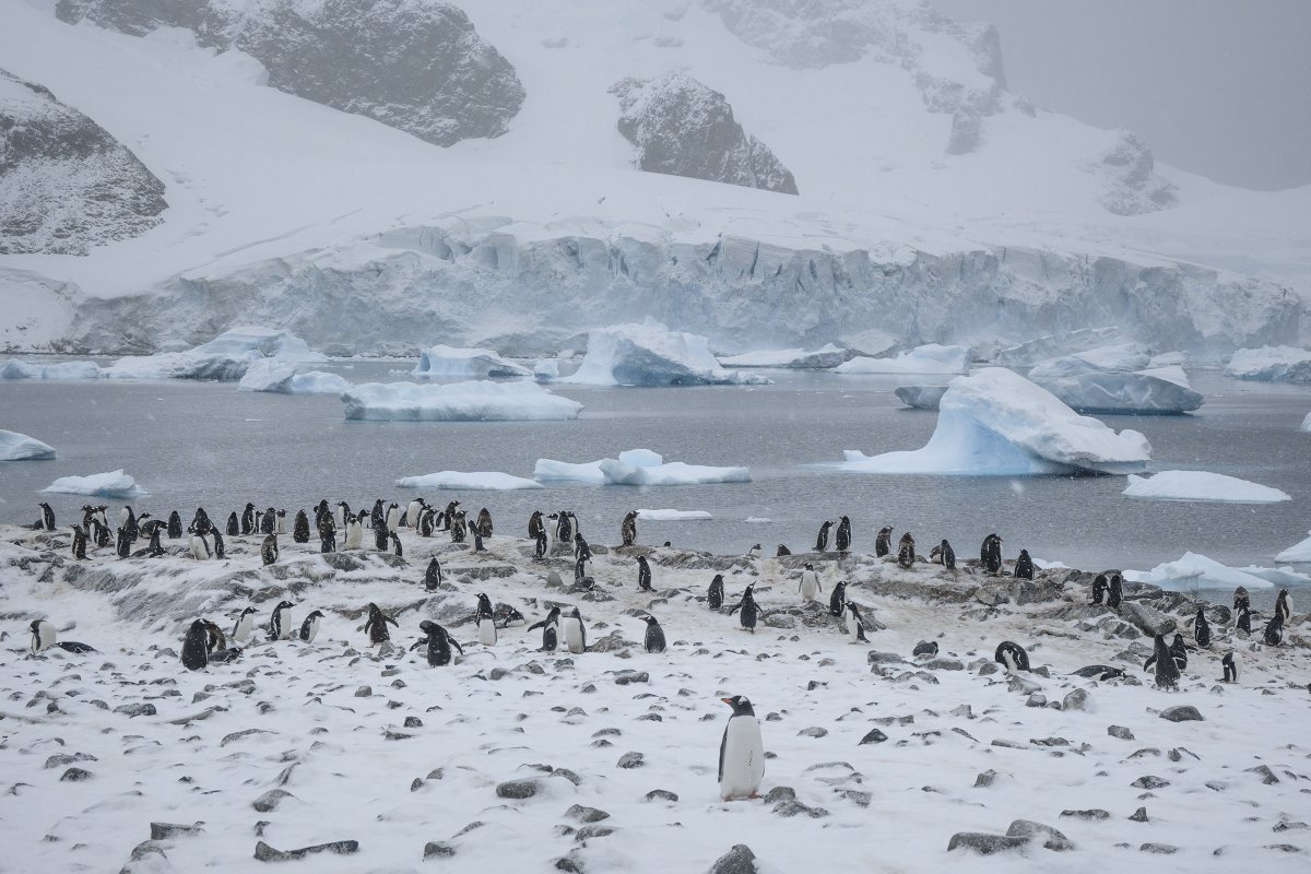 buffets (@buffetlunches) on Twitter photo I also go where penguins go I also go where penguins go