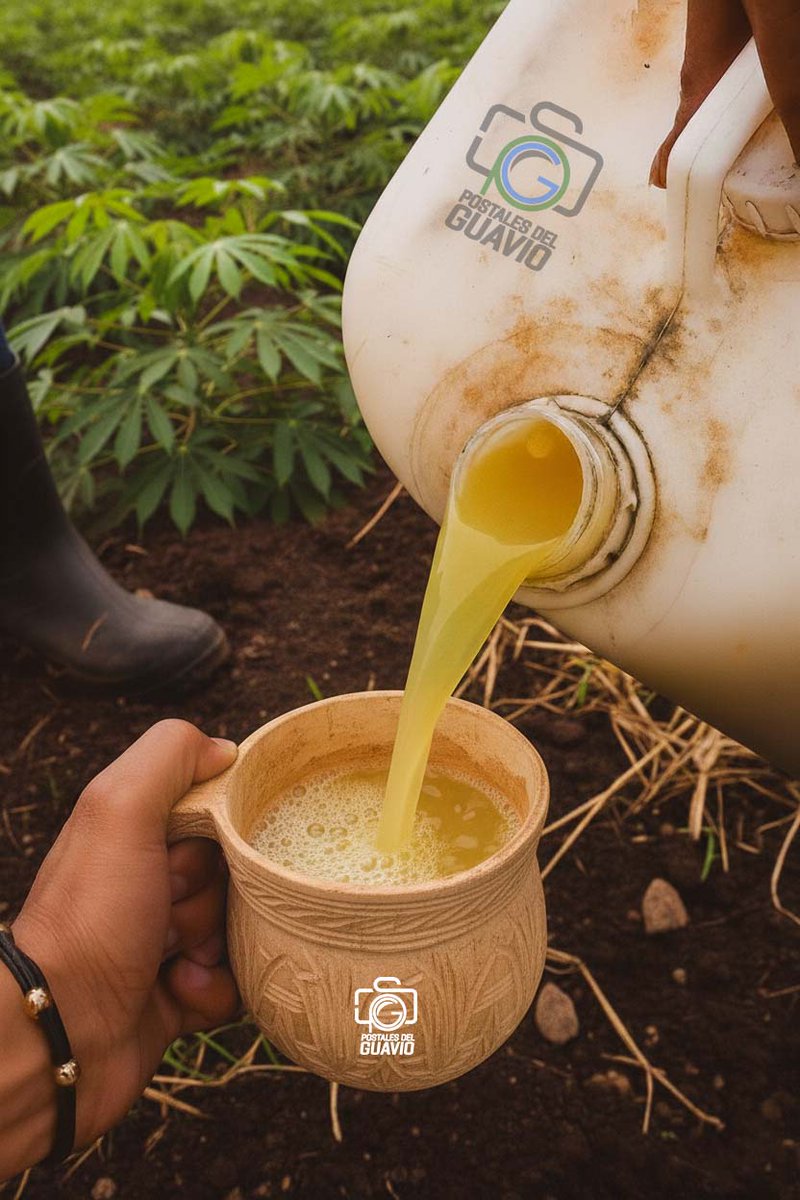 No hay nada como una totuma de chicha fresca para recargar energías después de una jornada en el cultivo. Esta bebida ancestral es más que una bebida; es tradición, es el sabor de la tierra y el legado de nuestros abuelos.
#Chicha #TradiciónAndina #SaborAncestral #VidaDeCampo