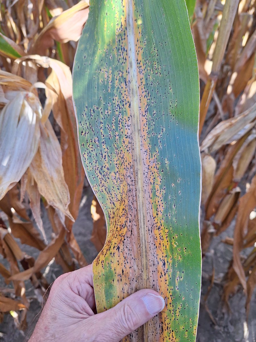 #agrisagronomy tip kernels are black layered first,  shank end will be in a couple of days. Other cobs have pinched shanks that prematurely ended grain fill they are all black layered poor kernel fill you can twist the cob. Tar Spot came in late