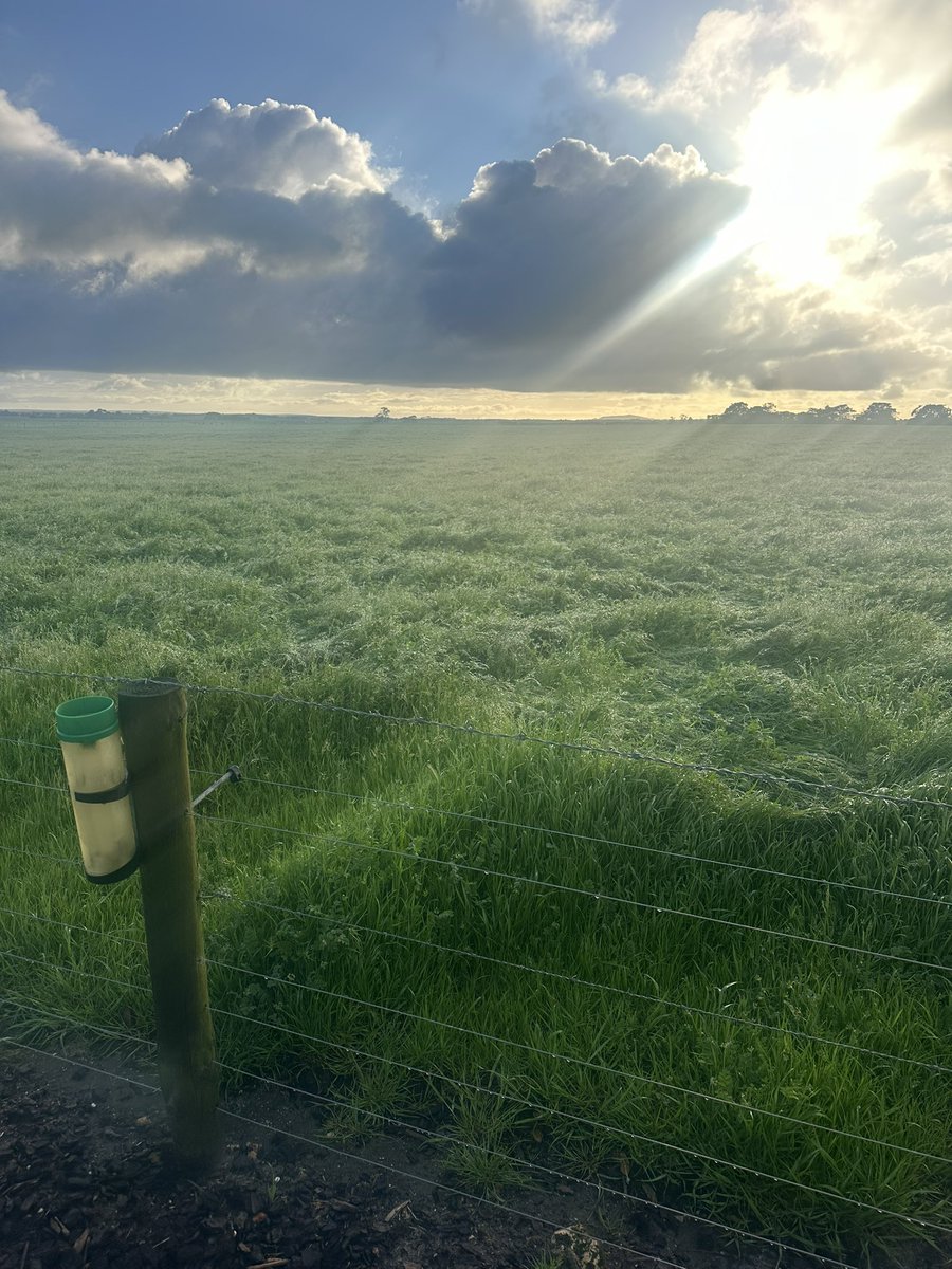 10 to 20 mm was forecast 
We actually got 33 mm ! 🤠
Not uncommon for centre pivots to fire up this time of year in SE of South Australia. Shaping up for a good spring as more is forecast !