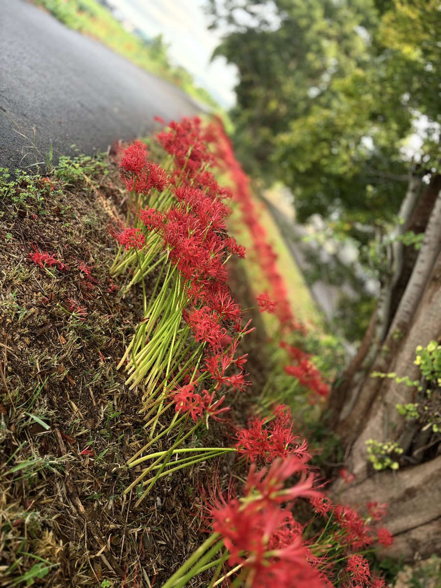 どてのひがん。