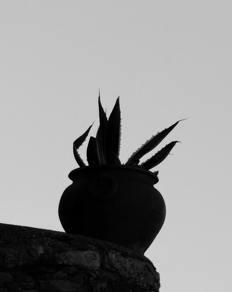 Alonein43672278's tweet image. #photography #blackandwhite #vase #plant