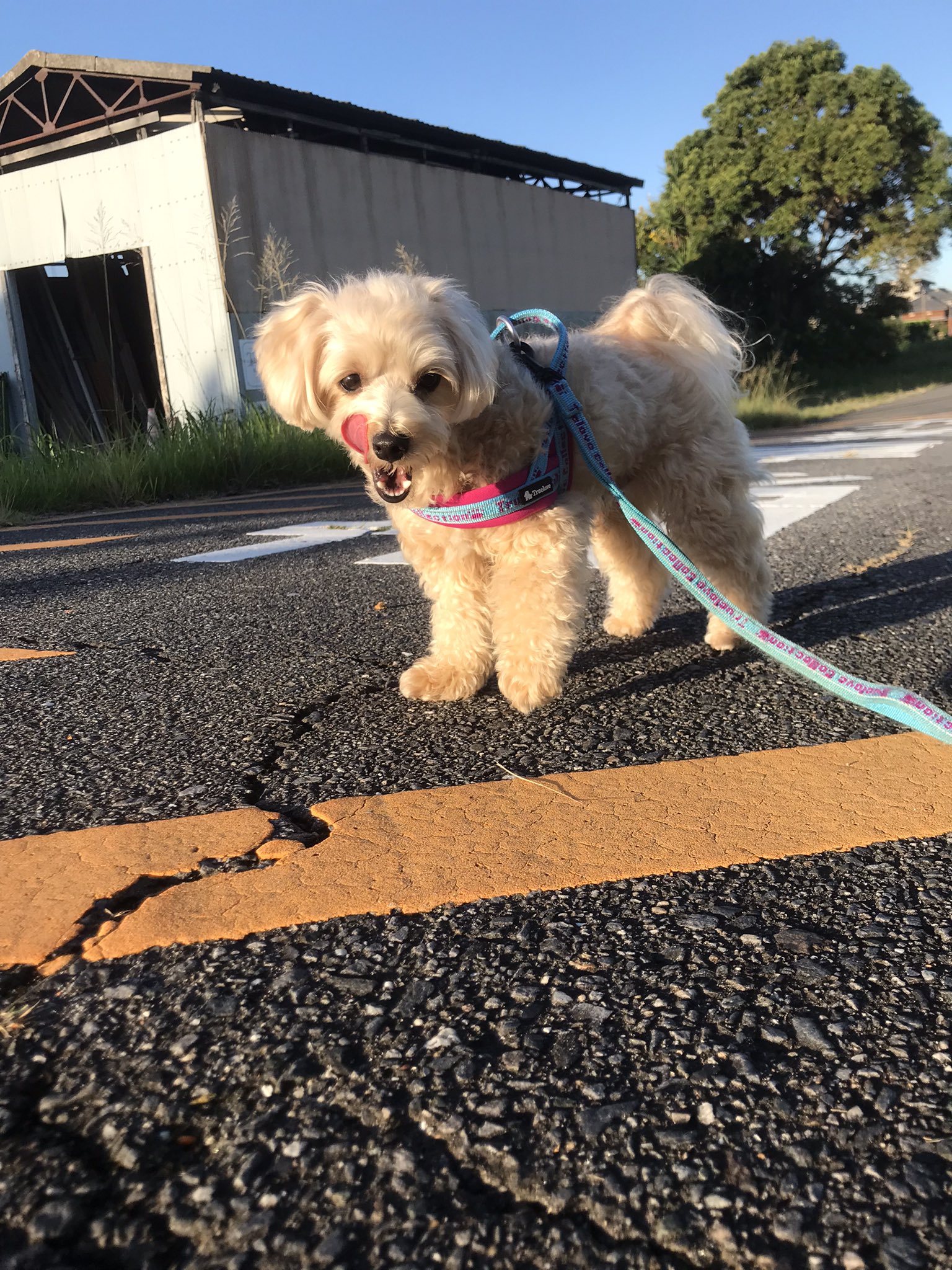 coco (@coco_n) / X