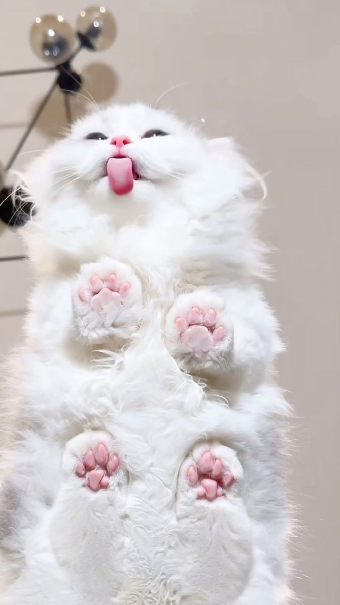 PawsOrWhiskers's tweet photo. #cat https://t.co/UBiEdoIBF4