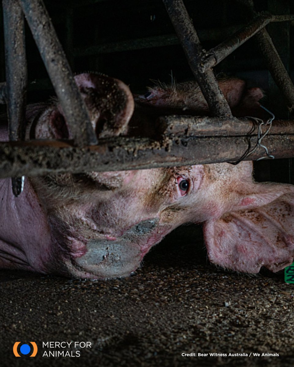 Mercy For Animals tweet media