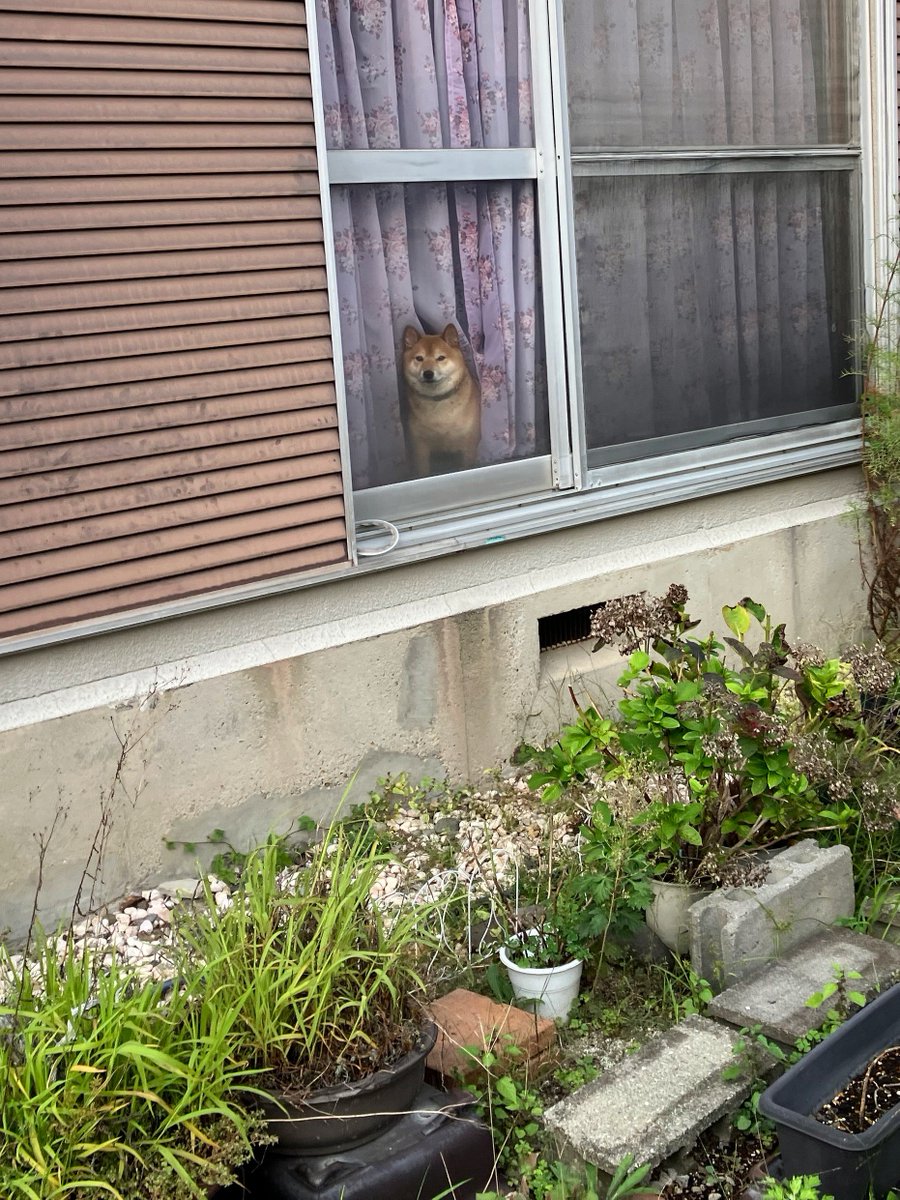 Windowg