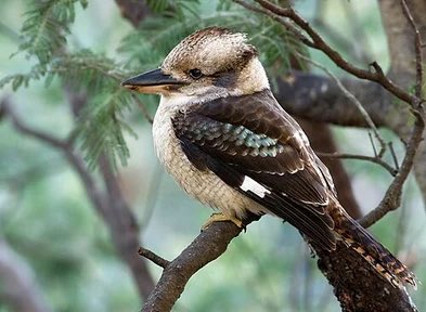 anya392030's tweet image. 🇦🇺にはこんな🐦もおるよ〜😆
#ワライカワセミ