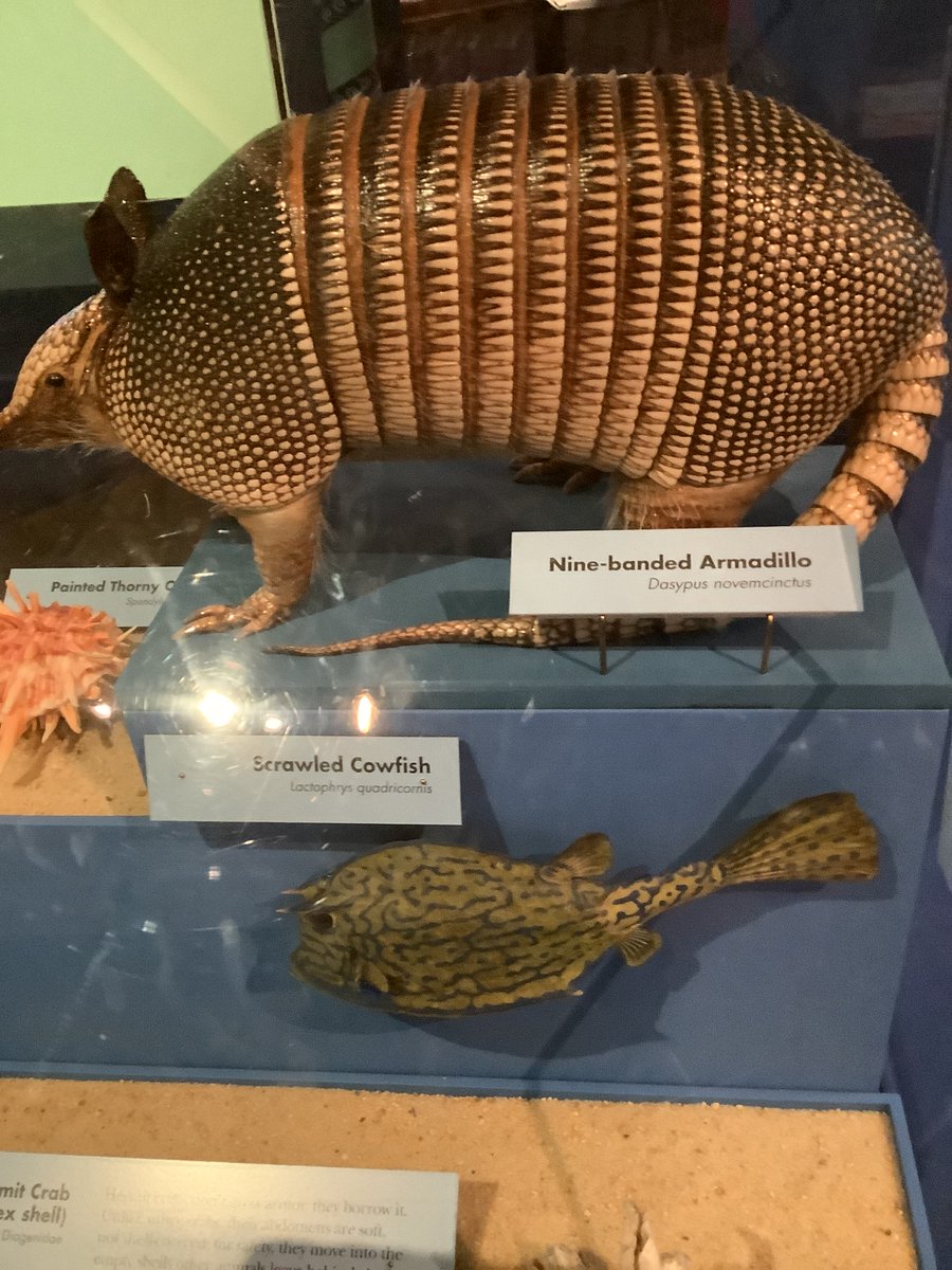 charringau61924's tweet image. #Armadillos (Spanish for &apos;little armored ones&apos;) are New World placental mammalsin the order Cingulata. They form part of the superorder Xenarthra, along with the anteaters and sloths. 21 extant species of