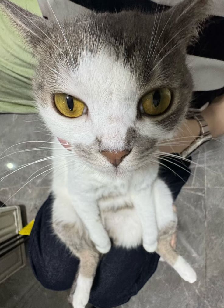 PawsOrWhiskers's tweet photo. #cat https://t.co/9WalPkc52C
