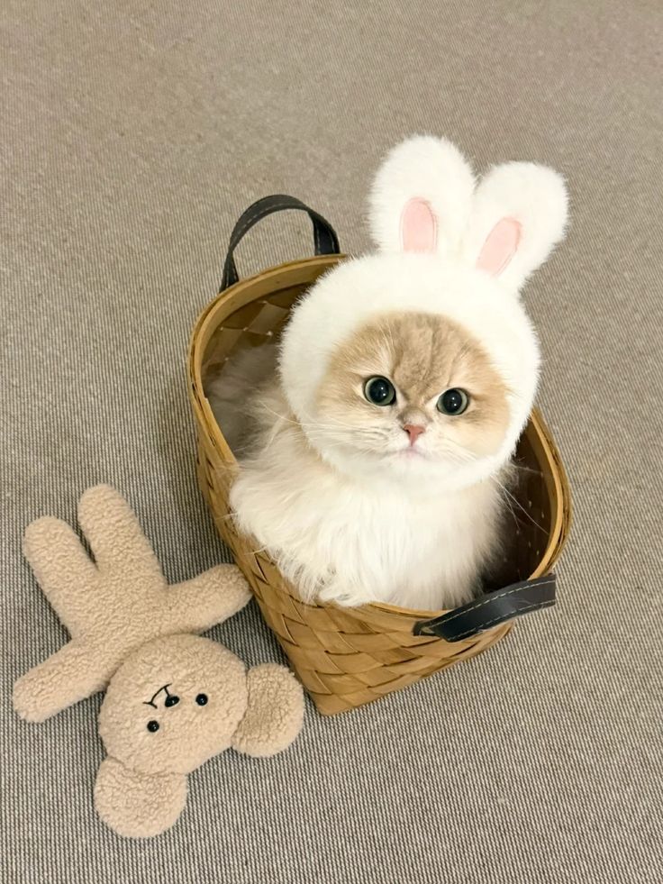 PawsOrWhiskers's tweet photo. #cat https://t.co/281JLS4wNm