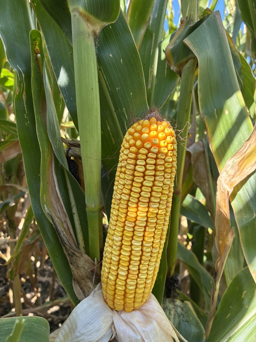 ronrob84's tweet image. ✅ Stay green &amp;amp; Plant health 

Green leaves, Brown husk 🌽 

 @ChannelSeed 201-07SSP 

#Harvest25
#ChannelingUp
#RisetotheChallenge
#SSPRO
#PlacedtoPerform
#AllInAllSeason