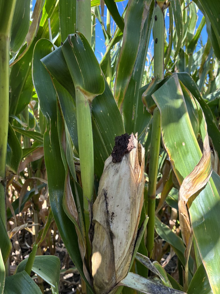 ronrob84's tweet image. ✅ Stay green &amp;amp; Plant health 

Green leaves, Brown husk 🌽 

 @ChannelSeed 201-07SSP 

#Harvest25
#ChannelingUp
#RisetotheChallenge
#SSPRO
#PlacedtoPerform
#AllInAllSeason