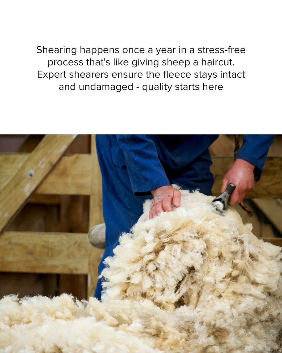 SockClub's tweet image. Ever wonder how the world's most comfortable socks are made? 🐑

✨ Swipe through to follow the incredible journey from sheep to sock! 

#MerinoWool #SockClub #QualitySocks #NaturalFibers #CraftedWithCare #PremiumSocks #WoolProcess #SustainableFashion #ComfortableFeet