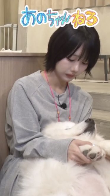 あのちゃんに抱っこされたサモエド可愛い #あのちゃんねる #TVer