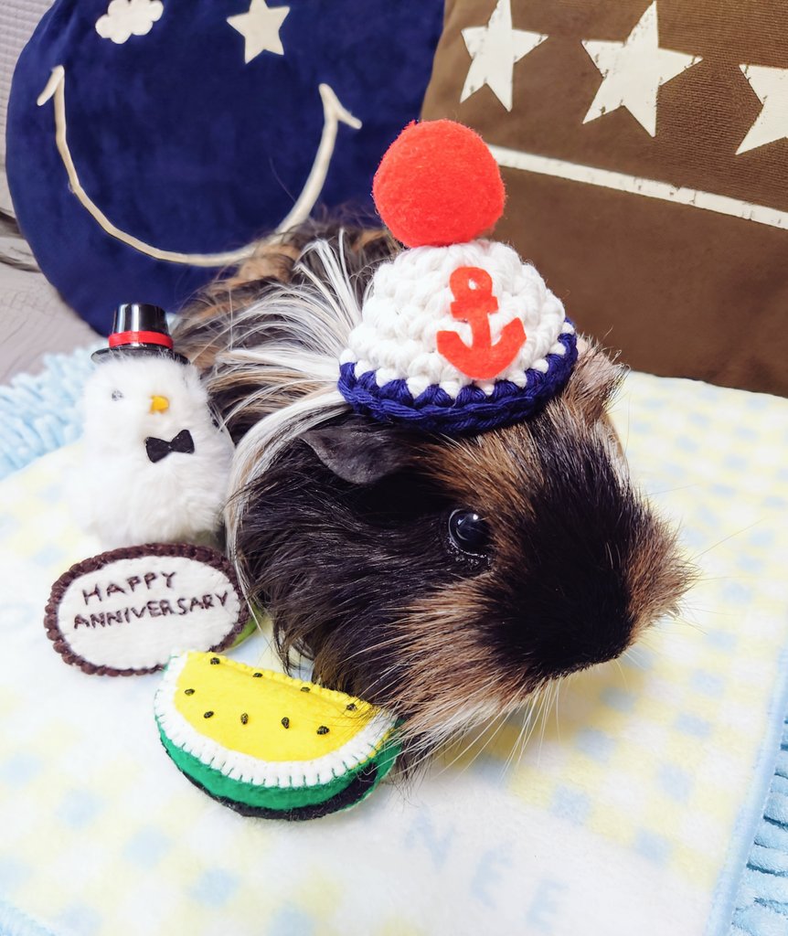 poco_mushroom's tweet photo. こむちゃん6歳2ヶ月になりました🎉
(体調が落ち着いてる時に撮影です☺️)
#こむちゃん #モルモット #guineapig https://t.co/AOzho3FSDy
