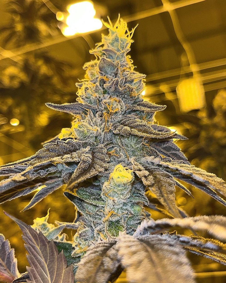 Joe Dirt (Ghost OG x RedNeck Wedding) grown by IG/soil_goons ☄️🥶