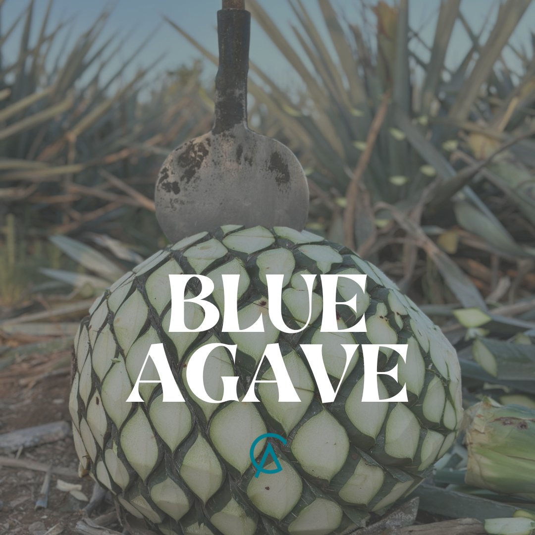 CraftAZULSpirit's tweet photo. The agave plant has been created as a gift from God to humans. The environment, weather, soil, and altitude make a difference, and each plant can produce about 8 or 9 bottles of tequila.

#terroir
#craftazul
#agaveterroir
#agave
#craftazul
#Tequila https://t.co/yDlPqz42fN
