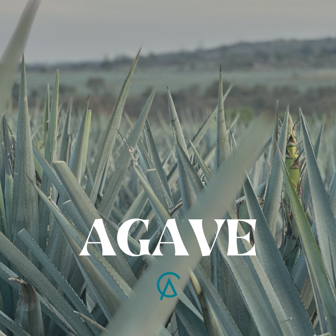 CraftAZULSpirit's tweet photo. The agave plant has been created as a gift from God to humans. The environment, weather, soil, and altitude make a difference, and each plant can produce about 8 or 9 bottles of tequila.

#terroir
#craftazul
#agaveterroir
#agave
#craftazul
#Tequila https://t.co/yDlPqz42fN