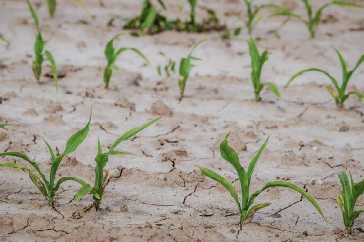 InnerPlant (@inner_plant) on Twitter photo A study led by <a href="/UBC/">University of British Columbia</a> highlights how warming temperatures from climate change are shifting yields by 7% in corn and by 19% in soybeans. Future crop protection will require utilizing genetic insights to bolster plant productivity and resilience. 🌾
🔗 : science.org/doi/10.1126/sc… A study led by <a href="/UBC/">University of British Columbia</a> highlights how warming temperatures from climate change are shifting yields by 7% in corn and by 19% in soybeans. Future crop protection will require utilizing genetic insights to bolster plant productivity and resilience. 🌾
🔗 : science.org/doi/10.1126/sc…