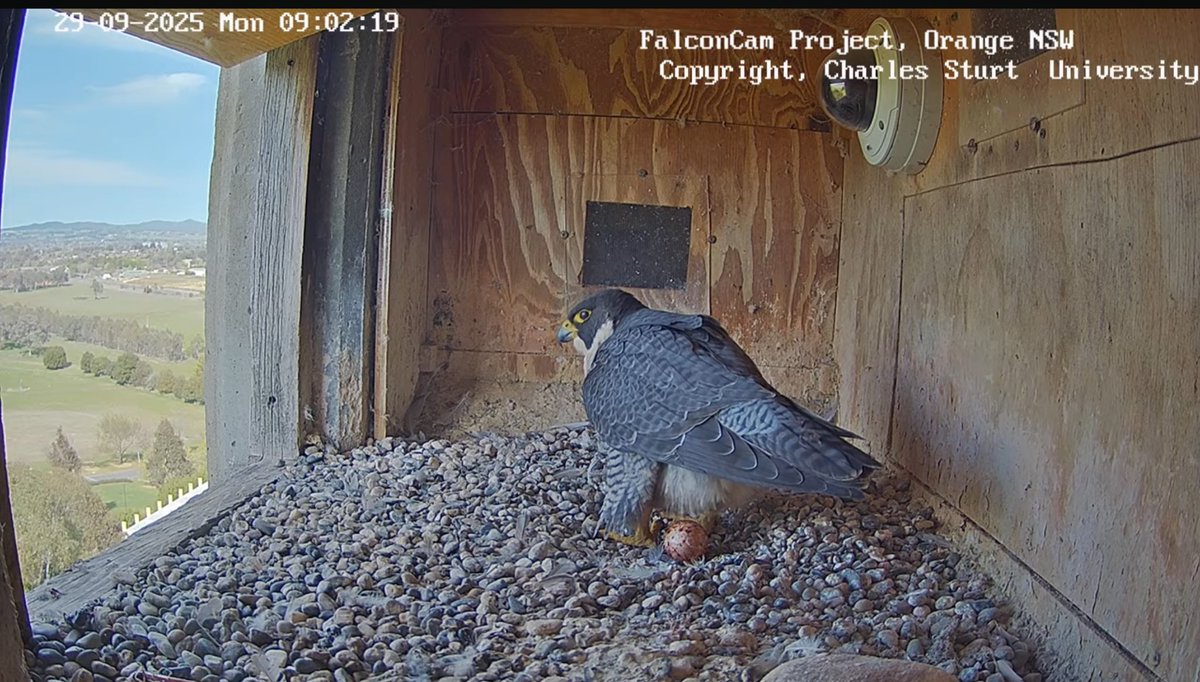 Falconwatch_'s tweet photo. Orange, NSW, Australia.
29th September 2025.
Diamond laid her 1st egg this morning 🥰  with new mate Gimbir.
I wasn’t expecting to see eggs this year after Xavier’s disappearance 🥚
📸 Falconcam Project.
📸Charles Sturt university. https://t.co/kkGnRjMkfS