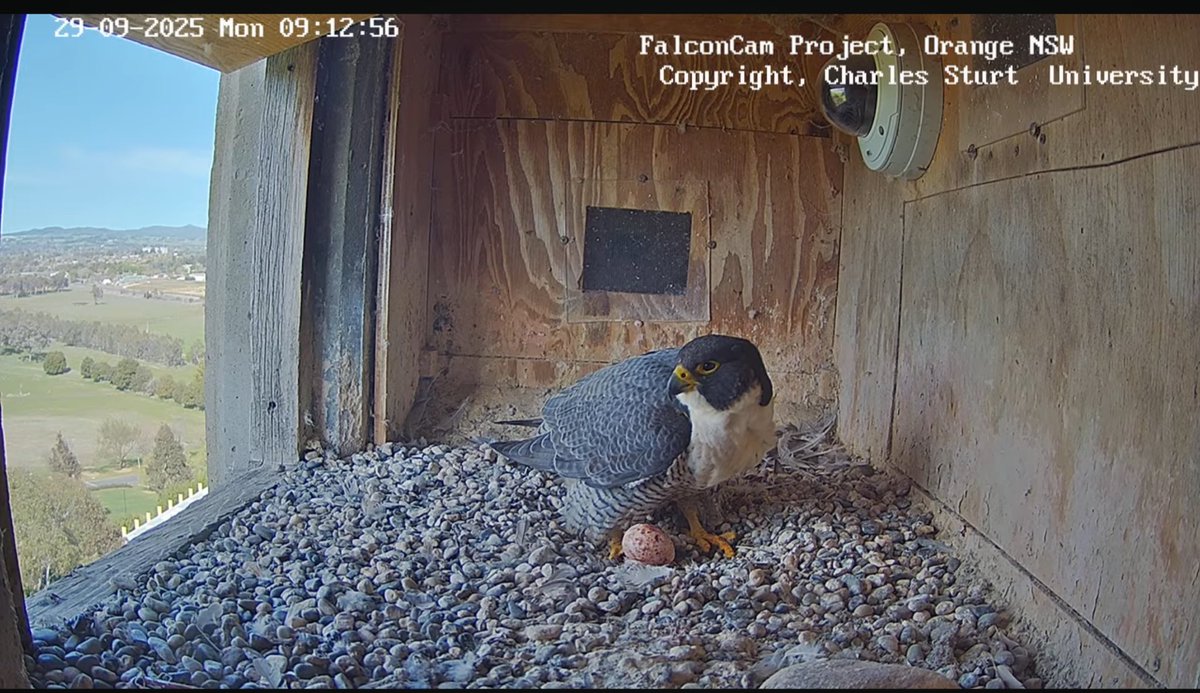 Falconwatch_'s tweet photo. Orange, NSW, Australia.
29th September 2025.
Diamond laid her 1st egg this morning 🥰  with new mate Gimbir.
I wasn’t expecting to see eggs this year after Xavier’s disappearance 🥚
📸 Falconcam Project.
📸Charles Sturt university. https://t.co/kkGnRjMkfS