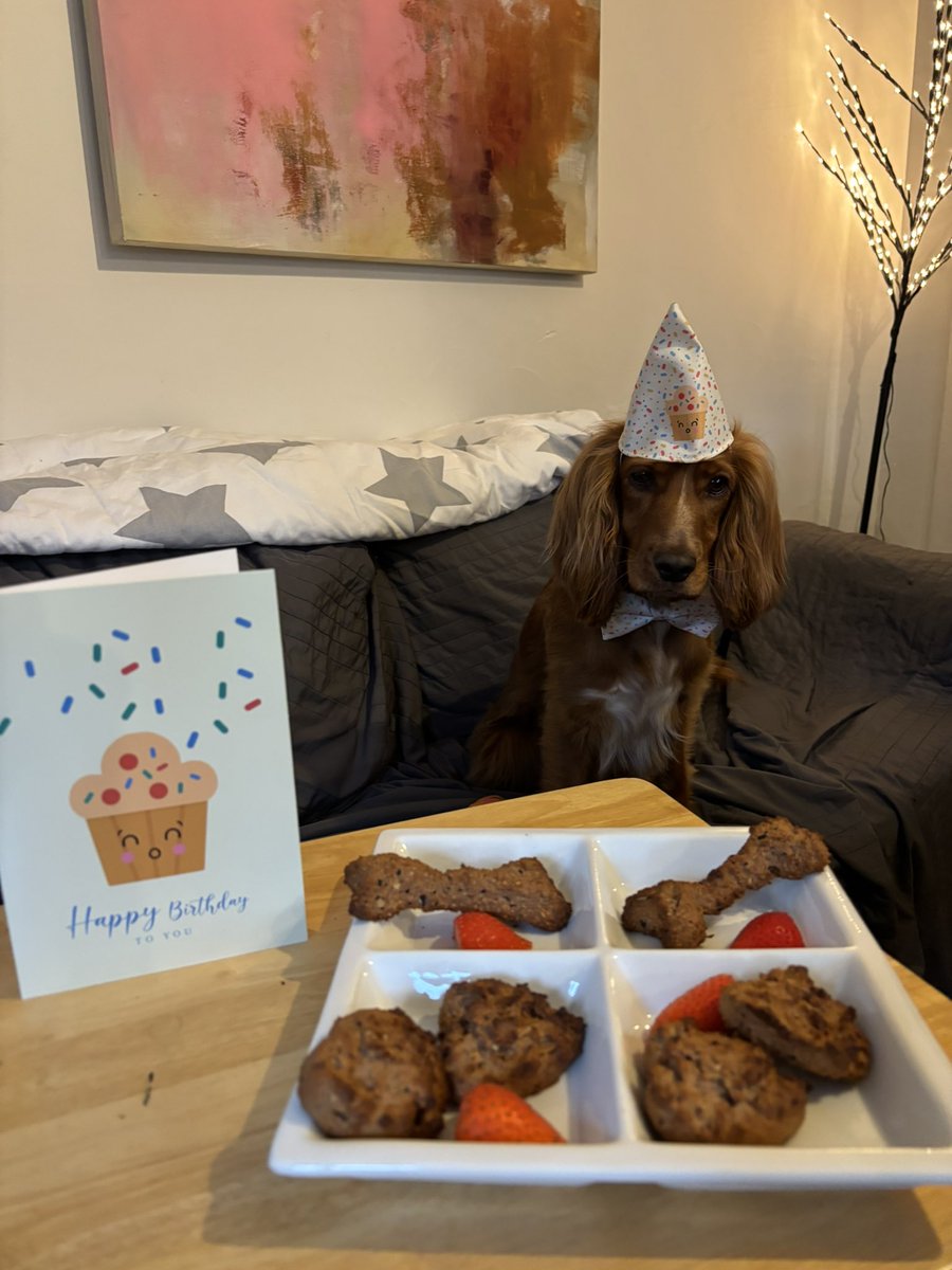doggiemax7's tweet image. Paws up! 🐾 I’m officially 4 [28 in dog years🤭] Sorry for being alway —Mummy &amp;amp; Daddy were on a 'hoo hold,' &amp;amp; Granny was busy looking after our every need🤩 ! Thank you for all the wonderful messages! I got homemade🍓 cookies Love, Coco ❤️ #HappyBirthdayCoco #DogBirthday