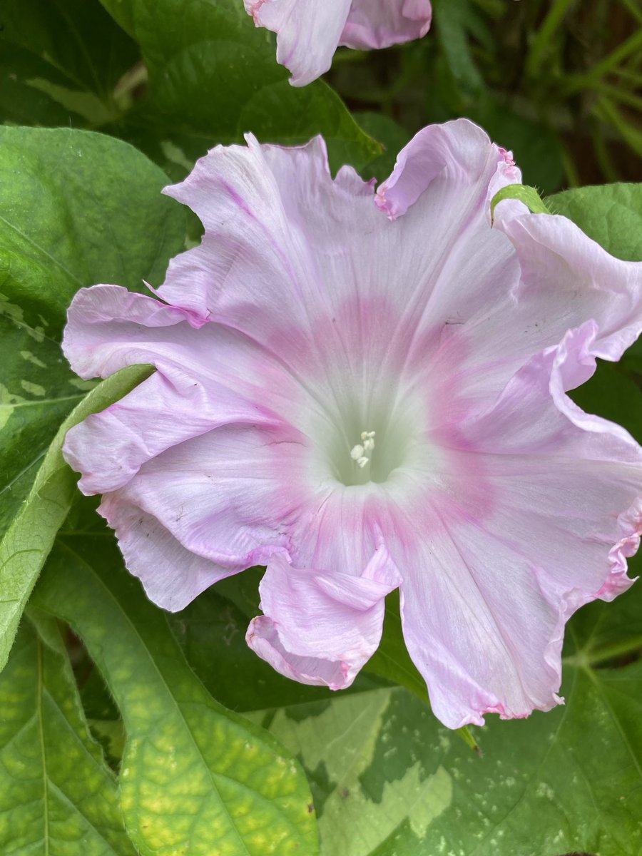 joanjet761's tweet photo. I’ve noticed a newcomer to the morning glories. Fading , and looking 😊 #japanesemorningglories #flowers #nature #plant #fromseed . #GardensHour https://t.co/PnbmY6TfjD