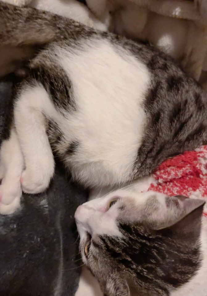 Fortnite🐾 tweet media