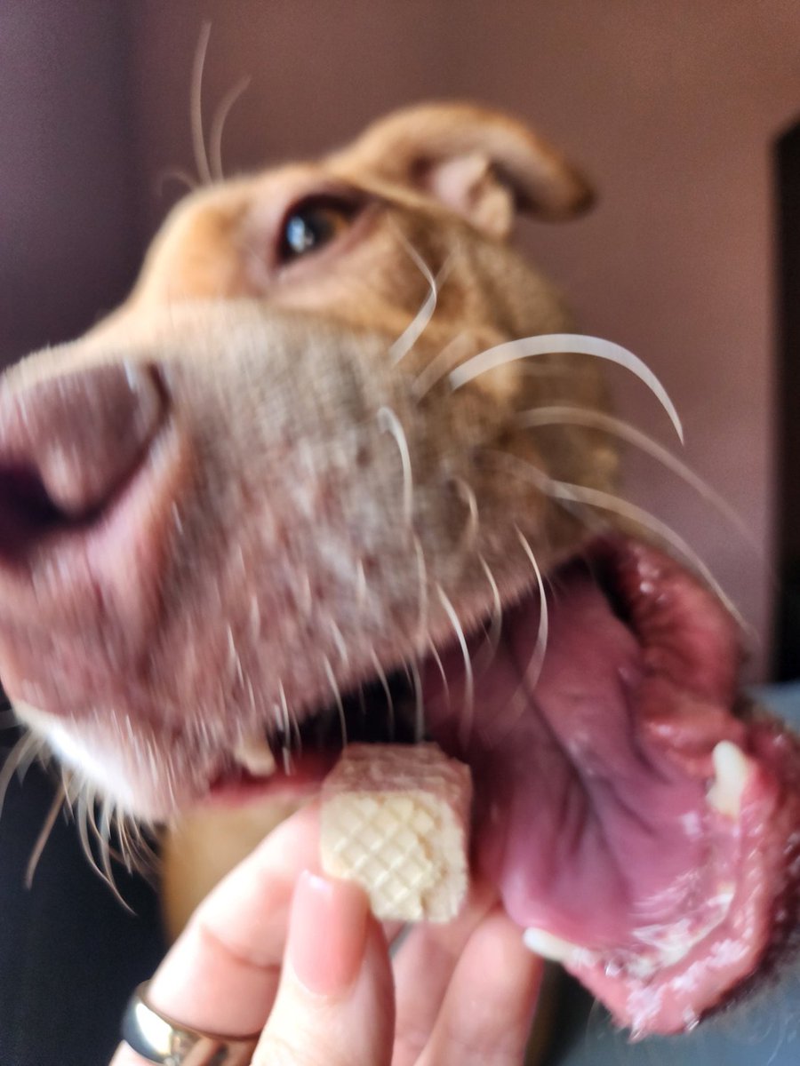 Xanderonie and cheese💚 the other pic was him snagging the treat before I got the pic 💚