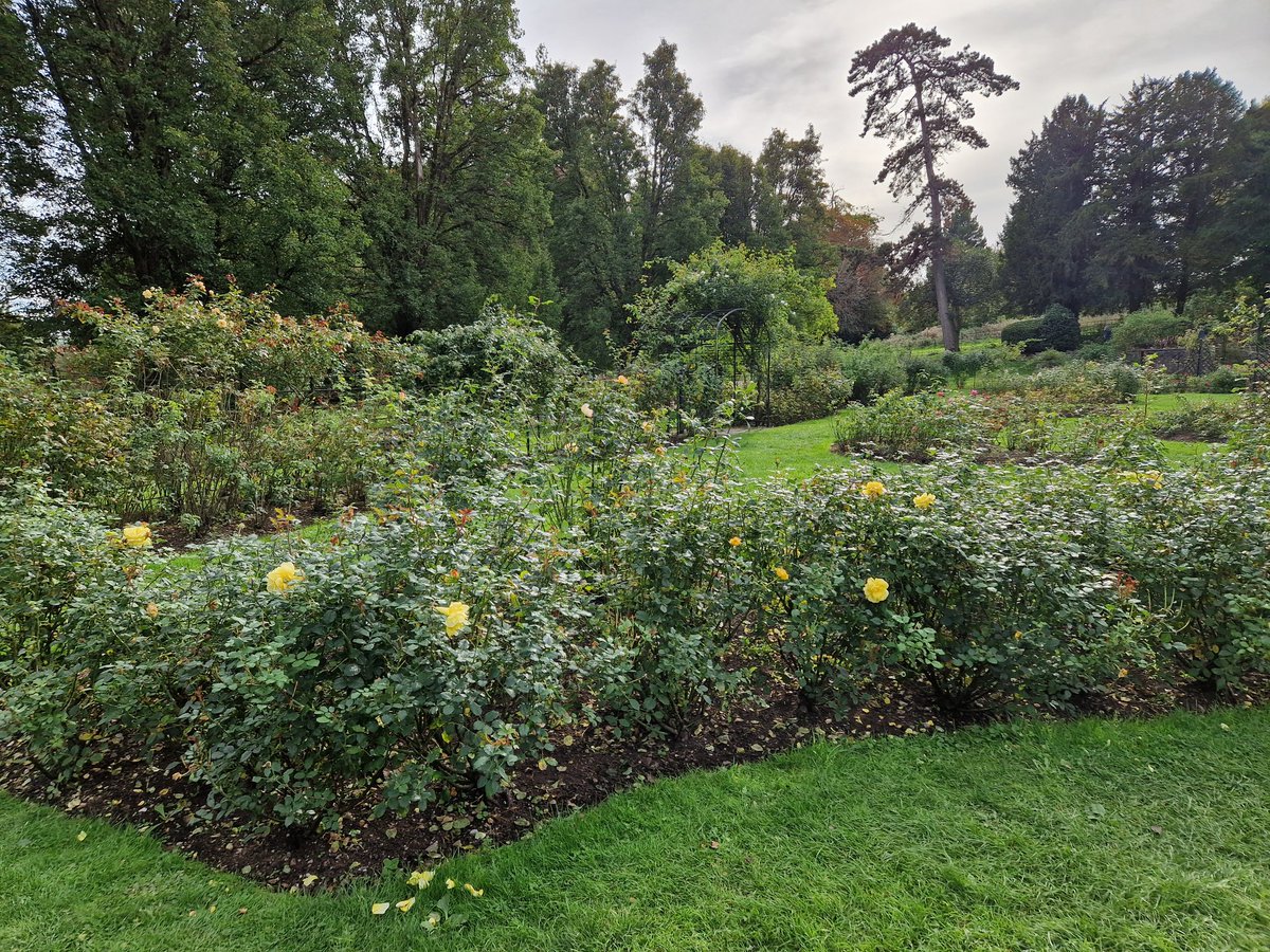 Vicky_Freeman's tweet image. A lovely autumunal day for a walk at Ashton Court