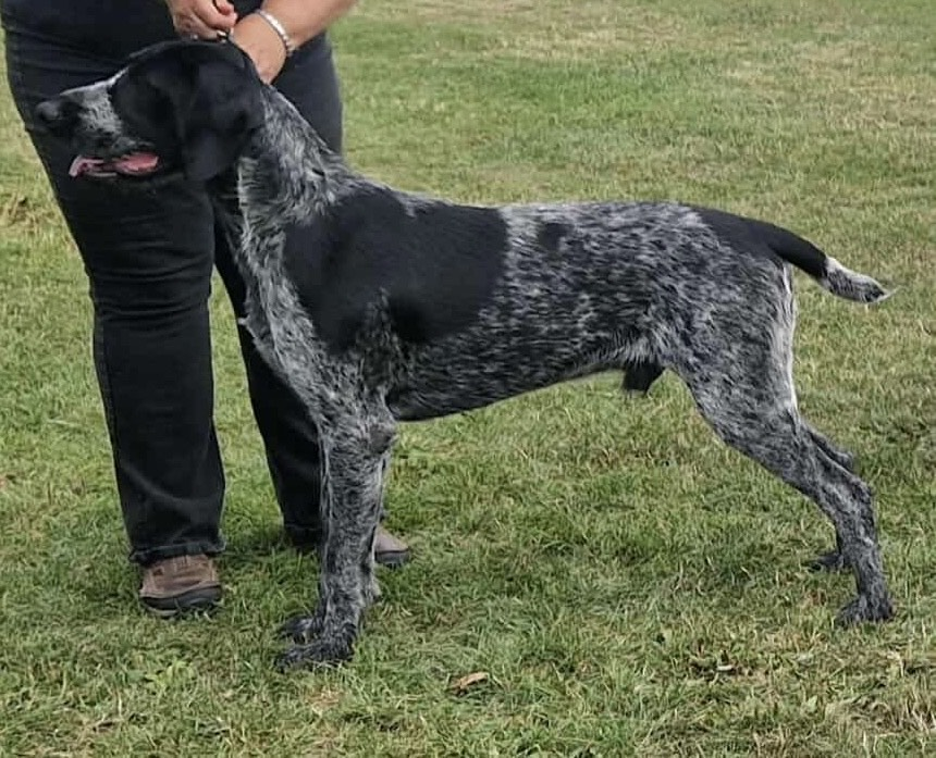 millypod1's tweet photo. ๐28 SEPT 2025 #Lost Poacher #ScanMe
German Shorthaired Pointer Male
ESCAPED KENNELS :Gatehouse Cattery & Kennels. #CalowGreen #Calow #Chesterfield #Derbyshire #S44
First time in kennels. May be wary about being approached. green collar with phone number
https://t.co/3tI9KYAVkK https://t.co/pzZTEx3Vj4