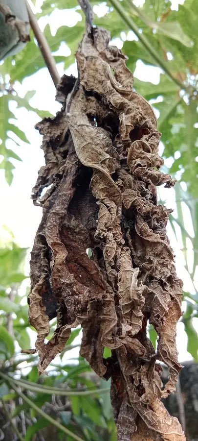 safonyameherbal's tweet photo. “My dad finds it difficult to pee because of prostate enlargement”, Go to the backyard and get the dried leaves of pawpaw, boil for 20mins and let him drink 90mls twice daily🍀…. These complaints must stop in days❤️ https://t.co/Q6xRteUaeC