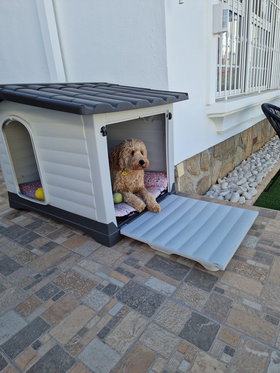 11 months old in my house #puppy