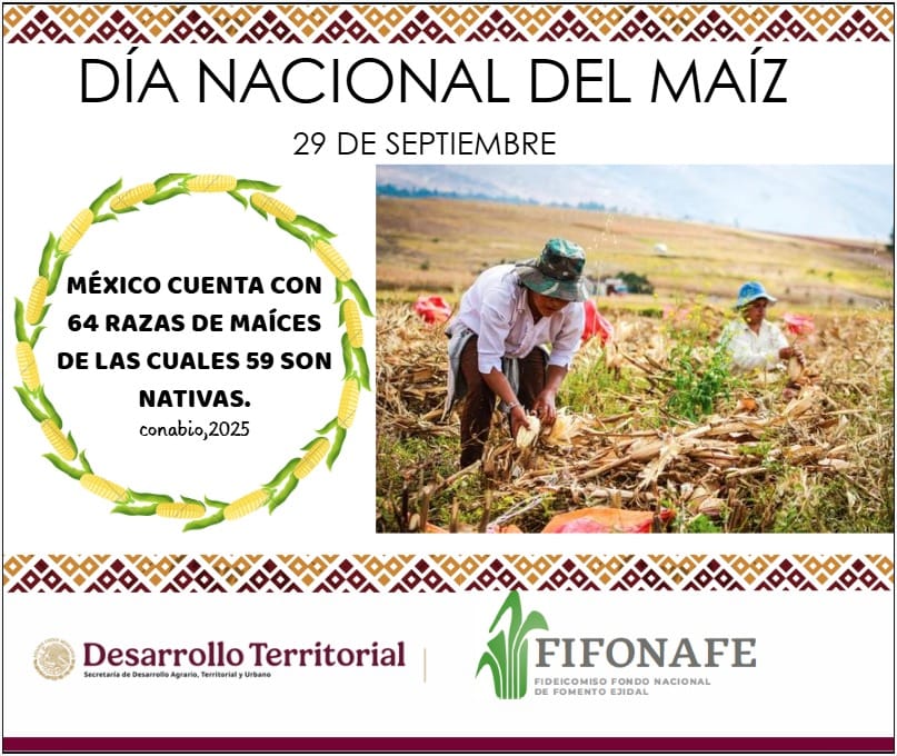 FIFONAFE tweet media