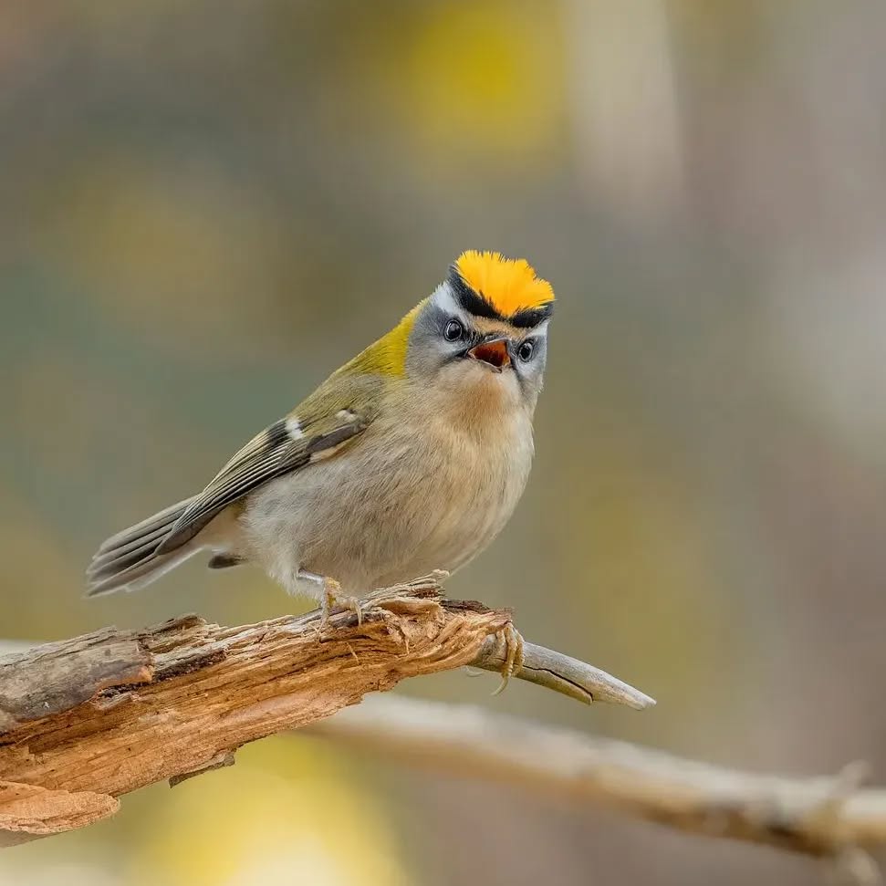 MbarkCherguia's tweet image. Common Firecrest 

📸 @rvdijk94 (Instagram) 🇳🇱©️

#MondayMood #Netherlands #Nature #Beauty