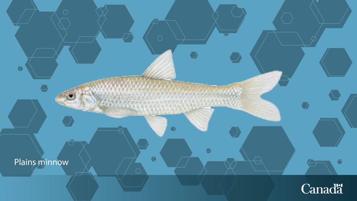 Did you know that the plains minnow, listed as threatened under the Species at Risk Act, has a very limited distribution in Canada, and has only been found in one area of southern Saskatchewan?

The final recovery strategy has been posted. Learn more: ow.ly/LcFS50X3Bkk